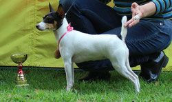 NICE LITTLE FOX GERMIONA