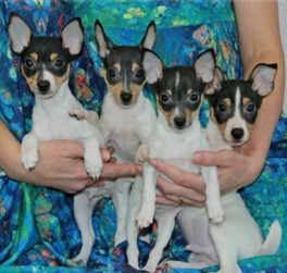 той фокстерьер+щенок+ Ламборджина, Лансиа, Линкольн, Лексус (Найс литтле фокс)