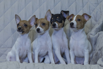 той фокстерьер Найс литтле фокс Цаворит,Найс литтле фокс Цитрин, Найс литтле фокс Целестина,Найс литтле фокс Цефеида. Все проданы