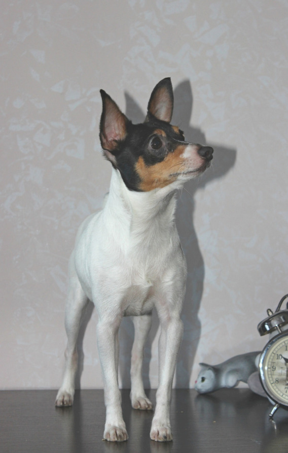 FRITZFOX WALK THIS WAY (NiceLittleFox)