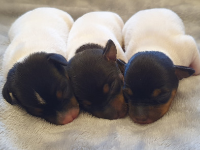 щенки той фокстерьера NiceLittleFox