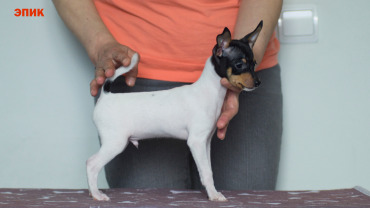 щенок той фокстерьера NiceLittleFox Эпик