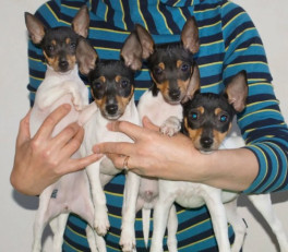 той фокстерьер+щенок+НЛФ Ева Лорис/WHITEFOX/ г. Орел НЛФ Ес'Джокер НЛФ Егоза Тутси НЛФ Ельза Оникс (Найс литтле фокс)