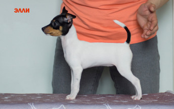 щенок той фокстерьера NiceLittleFox Элли