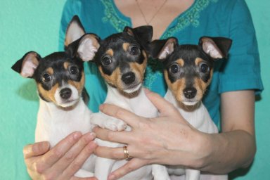 НЛФ Женева Иви ,Желаю удачи лилу, Жемчужина Аурелия (Найс литтле фокс)