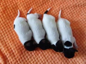 той фокстерьер щенок продается Найс литтле фокс Эра, Эпик(бронь), Элли, Эврика