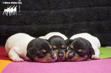 той фокстерьер щенки Найс литтле фокс Текна, Трули, Трейда