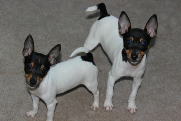 той фокстерьер+щенок+НЛФ Ева Лорис/WHITEFOX/ г. Орел НЛФ Ес'Джокер НЛФ Егоза Тутси НЛФ Ельза Оникс (Найс литтле фокс)