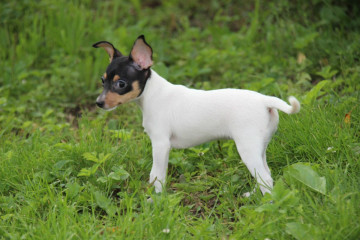 той фокстерьер+щенок+ Королева Амидала (Буся) (Найс литтле фокс)