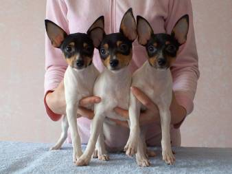 той фокстерьер Найс литтле фокс Властелин сердец, Веселый ветер, Валькирия Сигрюн. Все проданы