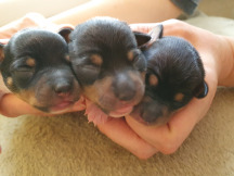 щенки той фокстерьера NiceLittleFox