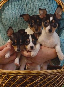 той фокстерьер+щенок+ Нео, Нирвана, Няша, Нимфа (Найс литтле фокс)