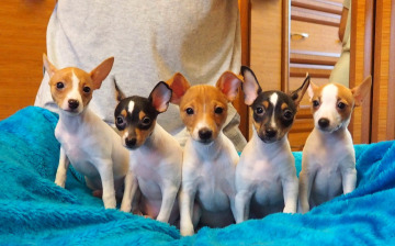 найс литтле фокс Хат Трик, Ханни Банни, Хэппи Леди, Харизма, Харли Куин(той фокстерьер)