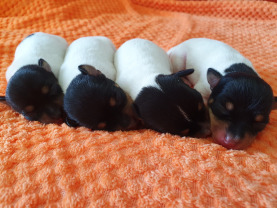 той фокстерьер щенок продается Найс литтле фокс Эра, Эпик(бронь), Элли, Эврика