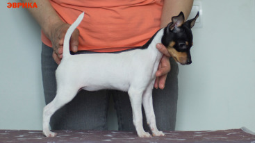 щенок той фокстерьера NiceLittleFox Эврика