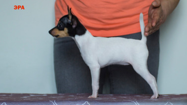 щенок той фокстерьера NiceLittleFox Эра