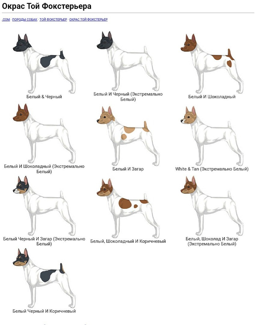 Окрасы той фокстерьера