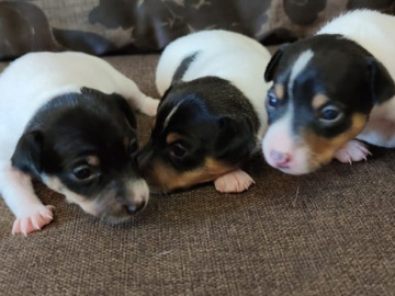 той фокстерьер+щенок+ (Соломон), 2 суки (Сильва(NB), Софи)