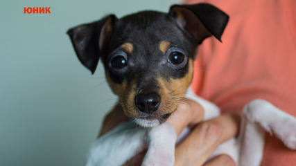 щенок той фокстерьера NiceLittleFox Юник