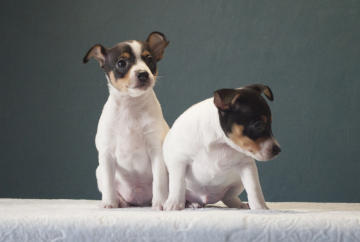 той фокстерьер+щенок+ Рем+Рей