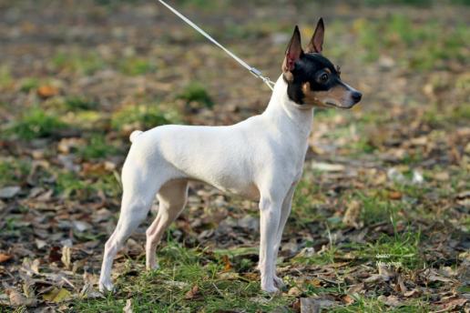 CH NASH'S KATEY DID IT (Катя) Nicelittlefox