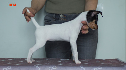 щенок той фокстерьера NiceLittleFox Юта