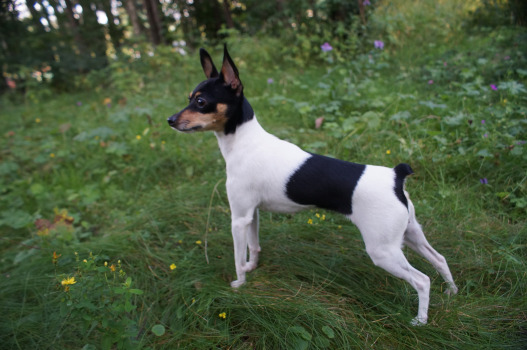 NIKON FOKS CHUSYA (NiceLittleFox)