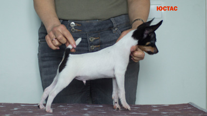 щенок той фокстерьера NiceLittleFox Юстас