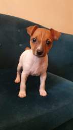 Найс литтле фокс Фидель (той фокстерьер)+щенки