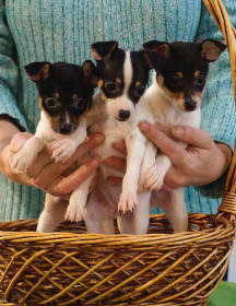 той фокстерьер+щенок+ Нео, Нирвана, Няша, Нимфа (Найс литтле фокс)