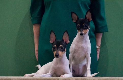 той фокстерьер щенок продается Найс литтле фоксЧижик-продается. Чайка-продана СПБ